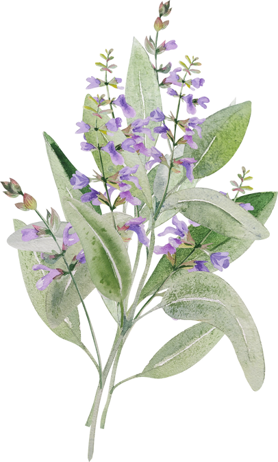 Sage herbs bouquet