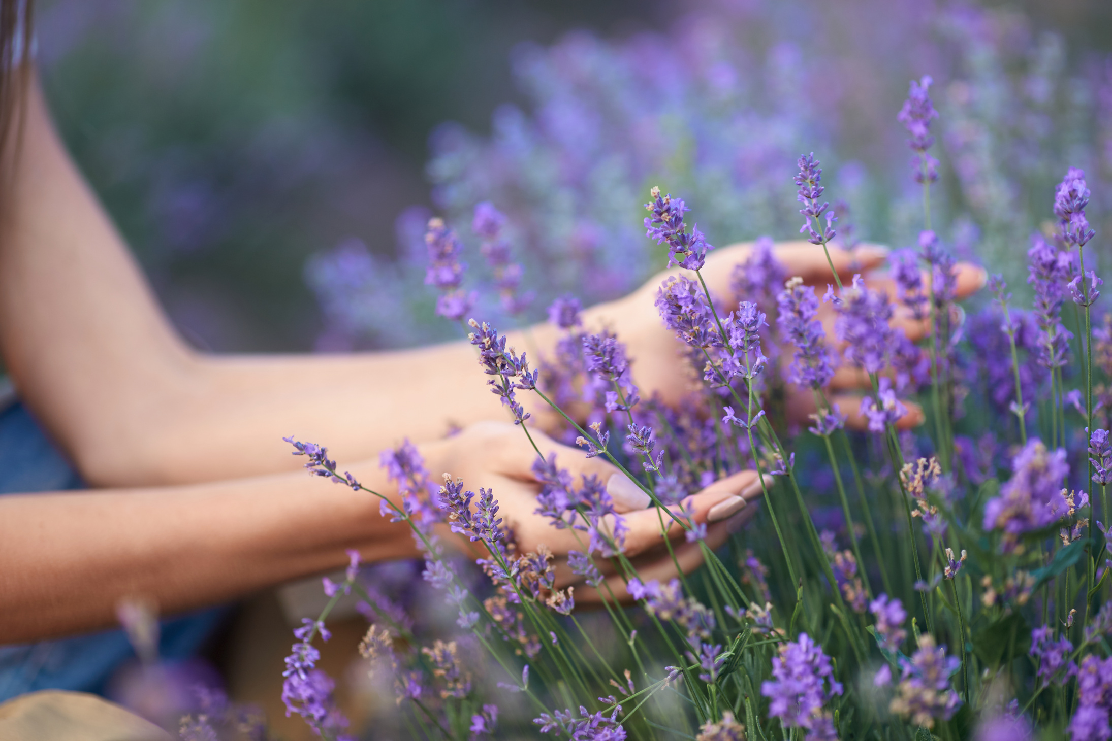 Hands Touching Flowers in Lavender Field